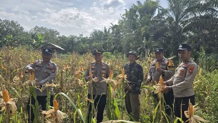Kapolsek Bonai Darussalam Turun ke Sawah