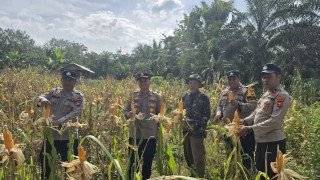 Kapolsek Bonai Darussalam Turun ke Sawah