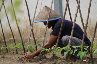 Warga Binaan Rutan Dumai Kembali Bertani